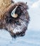 Close up of American buffalo or bison grazing in winter