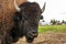 Close-up of American buffalo, or bison, looking at the camera