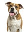 Close-up of an American Bulldog panting, isolated