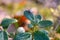 Close up of American dog tick crawling on cranberry leaf in nature. These arachnids a most active in spring and can be careers of