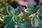 Close up of American dog tick crawling on cranberry leaf in nature. These arachnids a most active in spring and can be careers of