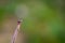 Close up of American dog tick crawling on the grass stem in nature. These arachnids a most active in spring and can be careers of