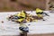 Close up of American Goldfinch\\\'s (Spinus tristis) perched on a feeder during winter in Wisconsin.