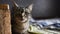 Close-up of American shorthair cat lying on the bed