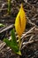 Close-up of an American skunk-cabbage