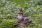 Close-up of an american squirrel