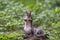 Close-up of an american squirrel