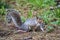 Close-up of an american squirrel