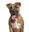 Close-up of American Staffordshire Terrier puppy panting