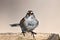 Close up of an American Tree Sparrow