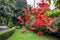 Close up of Amherstia nobilis or Pride of Burma in beautiful park