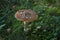 Close up of an Aminita regalis mushroom, also known as Royal fly agaric