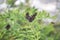 Close up Amorpha fruticosa plant