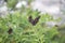 Close up Amorpha fruticosa plant