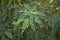 Close up Amorpha fruticosa plant