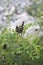 Close up Amorpha fruticosa plant