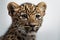 Close-up of an Amur Leopard\\\'s face on a dark background