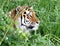 Close up of an Amur Tiger in the grass