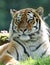 Close up of an Amur Tiger in the grass