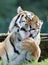 Close up of an Amur Tiger in the grass