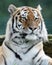 Close up of an Amur Tiger in the grass