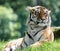 Close up of an Amur Tiger in the grass