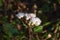 A close up of Anaphalis javanica or known as Java Edelweiss flower that only can live on high altitude mountain. Edelweiss also