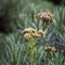 A close up of Anaphalis javanica or known as Java Edelweiss flower that only can live on high altitude mountain. Edelweiss also