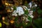 A close up of Anaphalis javanica or known as Java Edelweiss flower that only can live on high altitude mountain. Edelweiss also