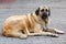 Close up of Anatolian Shepherd or Kangal Shepherd dog