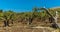 A close up of an ancient Olive grove in the Madonie Mountains, Sicily