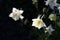 close up of Ancolie or Aquilegia flower various species of columbine.