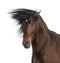 Close-up of an Andalusian horse