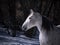 Close up of andalusian mare in the snow