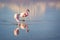 Close up of Andean flamingos in Laguna Chaxa, Atacama salar Chile