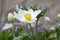 Close-up of anemone flower and unbroken buds