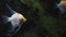 Close-up of angelfish swimming in an aquarium against the background of algae.