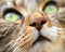 Close Up OF Angelic Tabby Cat\'s Face