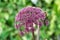 Close up of a Angelica gigas on a natural background