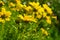 Close up angle view of yellow daises on a hillside