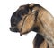 Close-up of an Anglo-Nubian goat with a distorted jaw