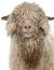 Close-up of Angora goat