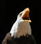 Close up of an angry Bald Eagle calling