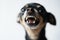 Close-up angry little black dog of toy terrier breed on a white background.Selective focus