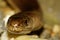 The close-up of the Anguis fragilis, known as a deaf adder