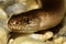 The close-up of the Anguis fragilis, known as a deaf adder