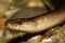 The close-up of the Anguis fragilis, known as a deaf adder