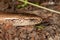 The close-up of the Anguis fragilis, known as a deaf adder