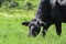 Close-up of Angus cow grazing lush spring grass