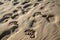 close-up of animal tracks in the sand, with clear details visible